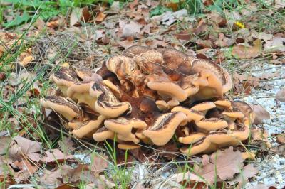 Meripilus giganteus