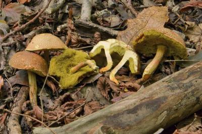 Xerocomus communis