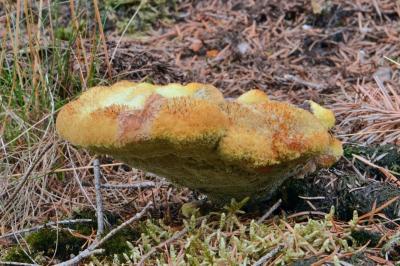 Phaeolus schweinitzii
