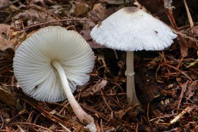 Leucocoprinus brebissonii