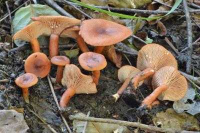 Lactarius lacunarum