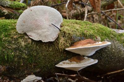 Daedaleopsis confragosa