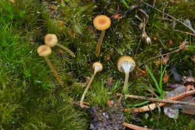 Rickenella fibula