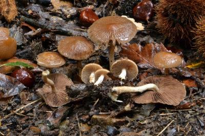Typhrasa gossypina