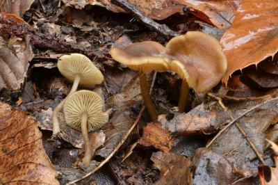 Clitocybe pausiaca