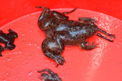 Xenopus laevis