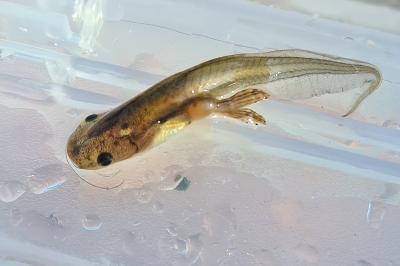Xenopus laevis