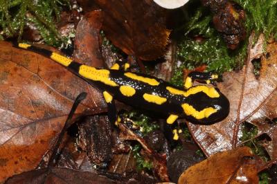 Salamandra salamandra