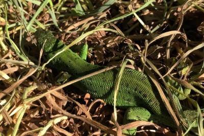 Lacerta bilineata