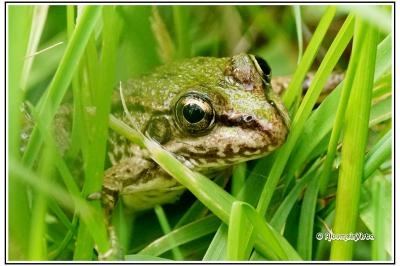 Pelophylax