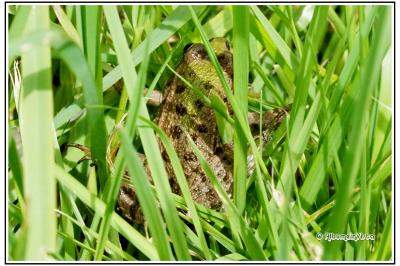 Pelophylax