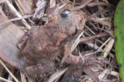 Bufo