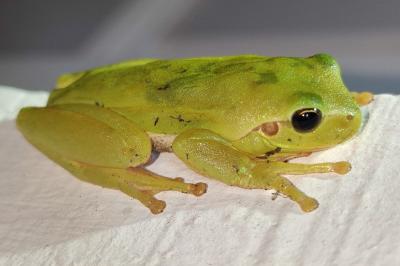Hyla meridionalis