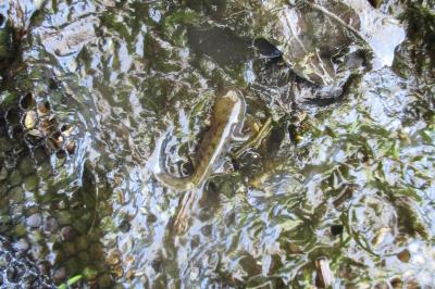 Salamandra salamandra