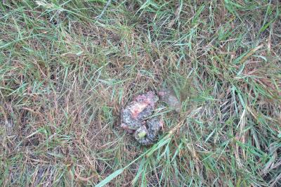 Hierophis viridiflavus