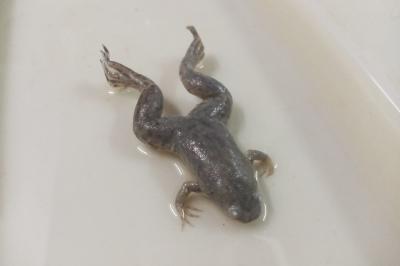 Xenopus laevis