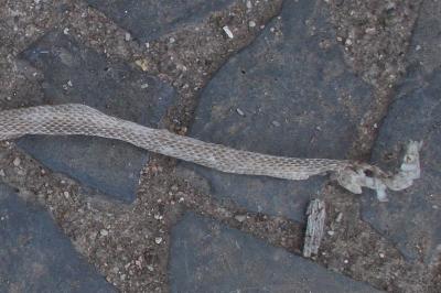 Zamenis longissimus longissimus