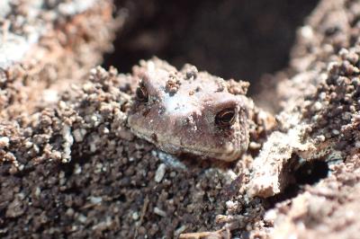 Bufo spinosus