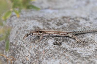 Podarcis muralis