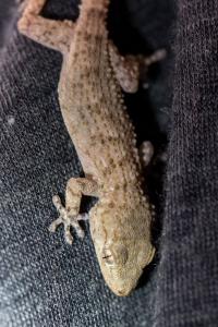 Tarentola mauritanica