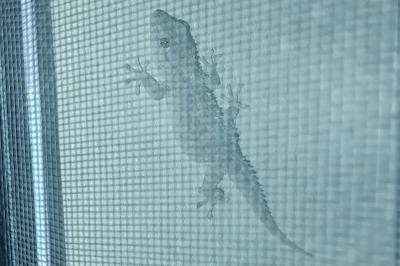 Tarentola mauritanica mauritanica