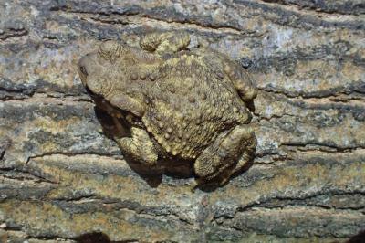 Bufo spinosus