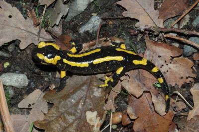 Salamandra salamandra
