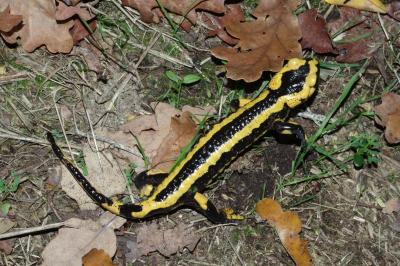 Salamandra salamandra