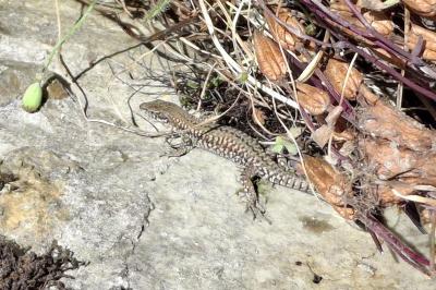 Podarcis muralis