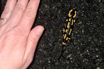 Salamandra salamandra