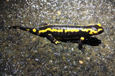 Salamandra salamandra