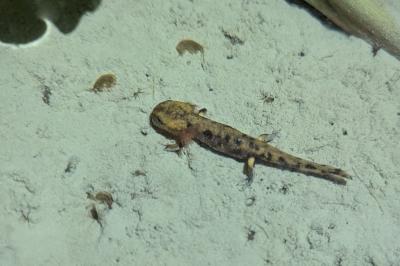 Salamandra salamandra