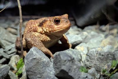 Bufo spinosus