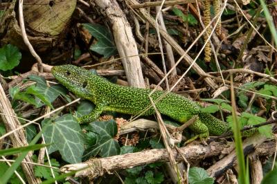 Lacerta bilineata