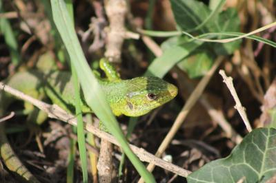 Lacerta bilineata