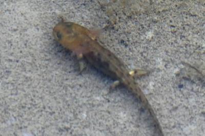 Salamandra salamandra