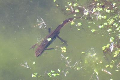 Lissotriton helveticus helveticus