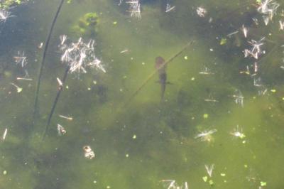 Salamandra salamandra