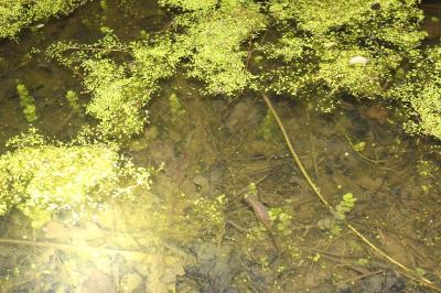 Triturus cristatus