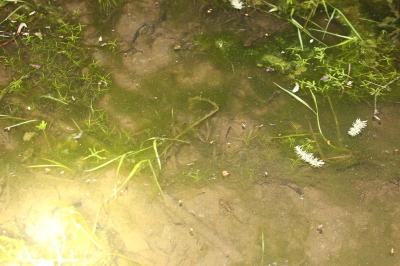 Salamandra salamandra