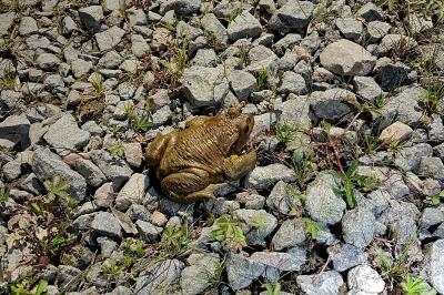 Bufo spinosus