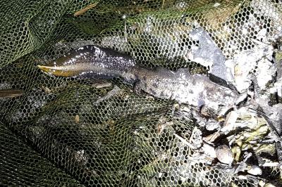 Triturus cristatus