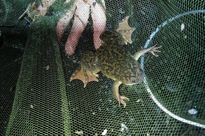 Xenopus laevis