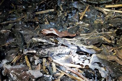 Triturus cristatus