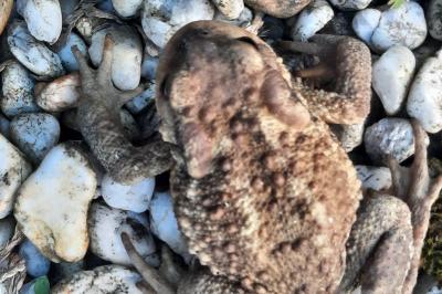 Bufo spinosus