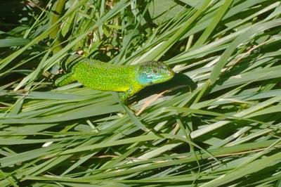 Lacerta bilineata
