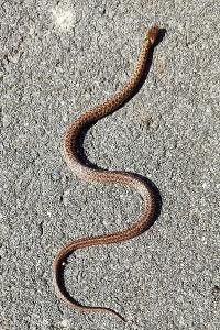 Zamenis longissimus