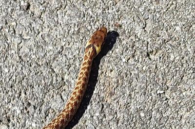 Zamenis longissimus