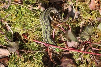 Lacerta bilineata