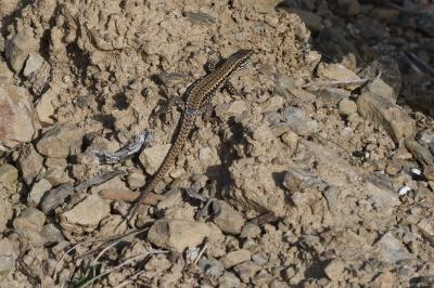 Podarcis muralis